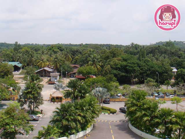 20090709_forest_original