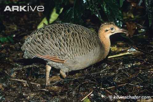 20090807_harupi_a_red_winged_tinamou
