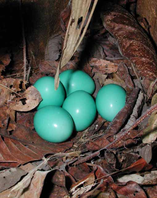 20090807_harupi_tinamou_eggs