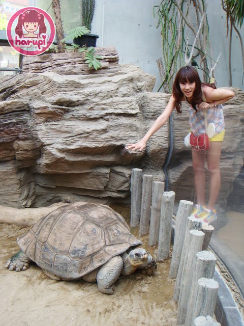 20090805_harupi_uenozoo_big_tortoise