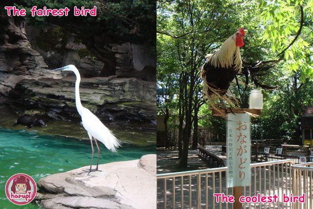 20090805_harupi_uenozoo_fairest_x_coolest