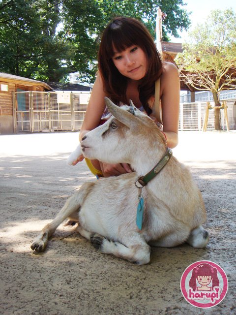 20090805_harupi_uenozoo_goat