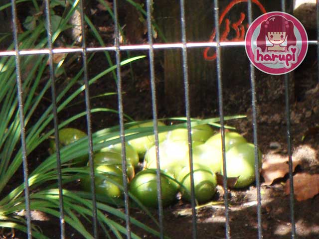 20090807_harupi_uenozoo_green_tinamou_eggs