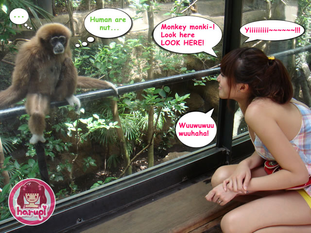 20090805_harupi_uenozoo_monkey_funky