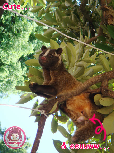 20090805_harupi_uenozoo_palm_civet
