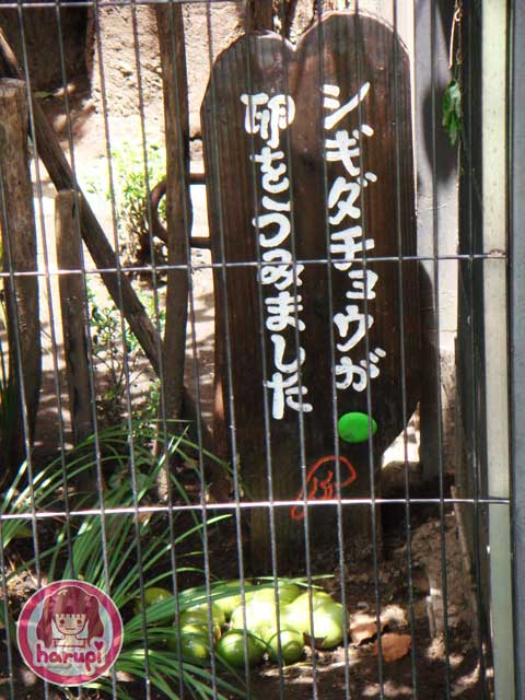 20090807_harupi_uenozoo_tinamou_eggs
