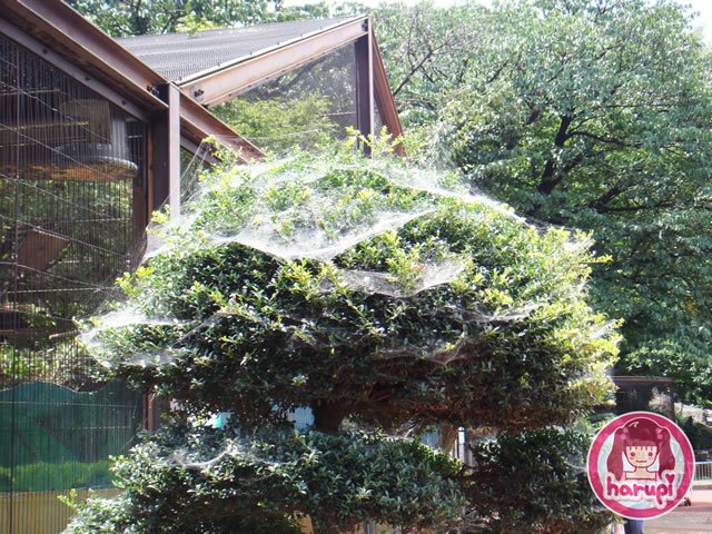 20090805_harupi_uenozoo_webs
