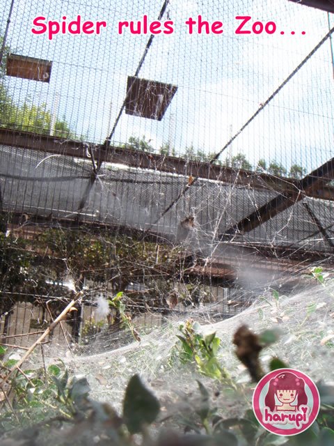 20090805_harupi_uenozoo_webs_spider_rules_the_zoo
