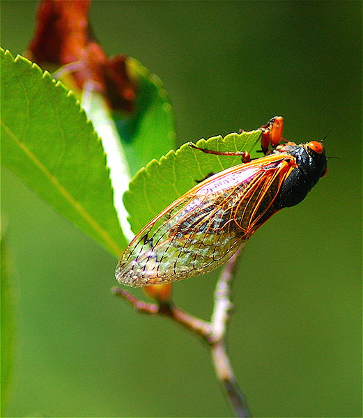20090920_521px-Cicada_illinois_summer_of_2007