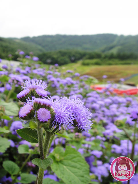 Purple flowers