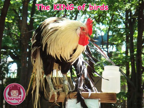 20090805_harupi_uenozoo_the_king_of_birds