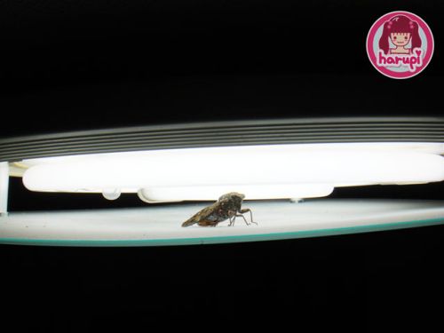 20090920_cicada_on_my_light_2