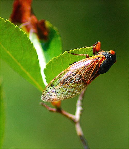 20090920_521px-Cicada_illinois_summer_of_2007