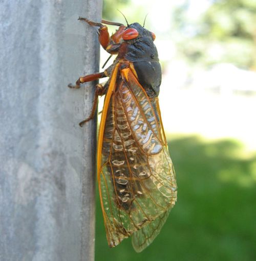 20090920_586px-Cicada_Chicago_USA