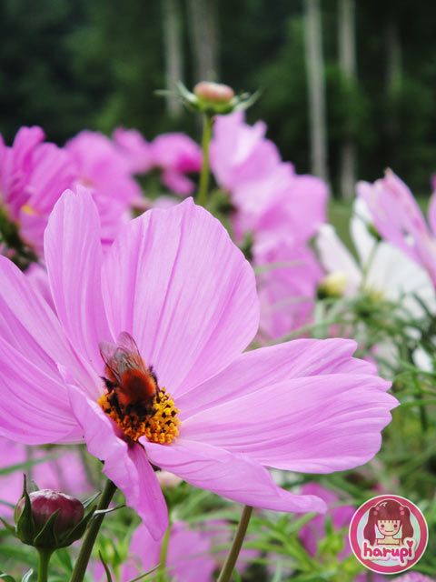 Cosmos flowers with a bee