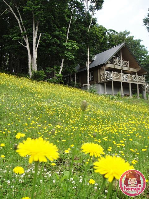 Yellow flowers