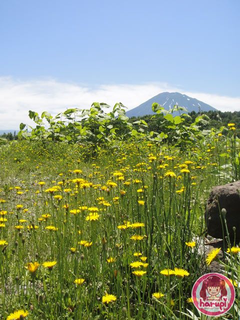 Yellow flowers