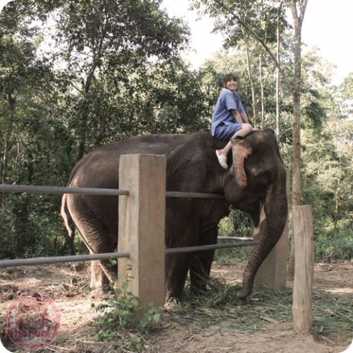 Mahout camp in Luang Prabang