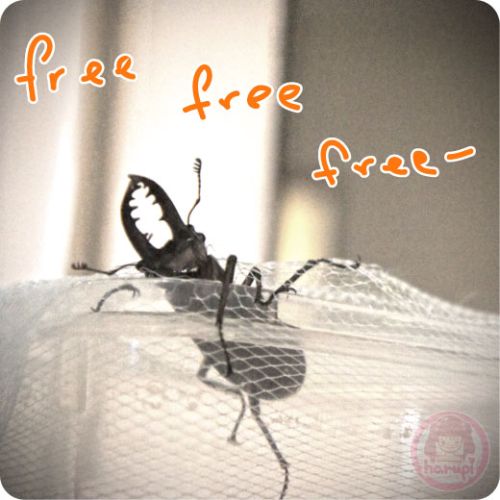 Stag beetle - Sutsuuni One wanna be free