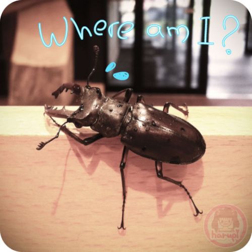 Stag beetle - Sutsuuni One running away