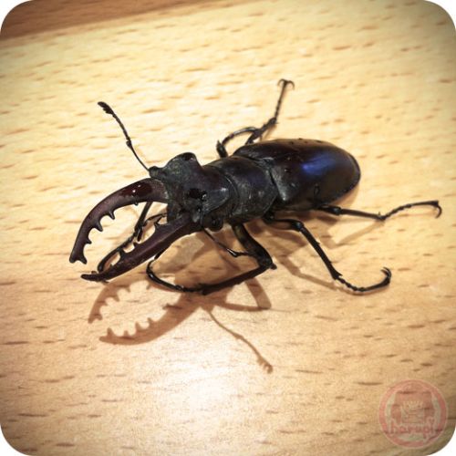 Stag beetle - Sutsuuni 1