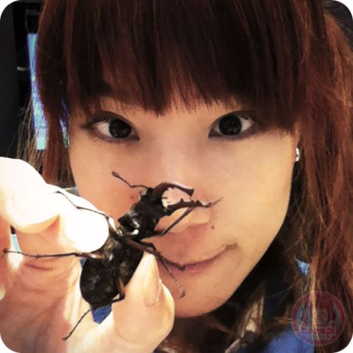 Stag beetle - Catching Sutsuuni One