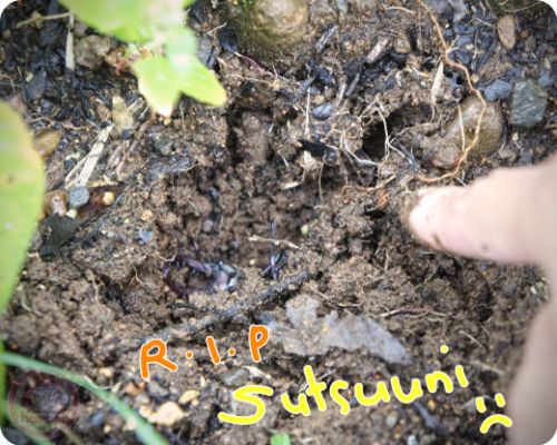 Stag beetle - Sutsuuni One RIP