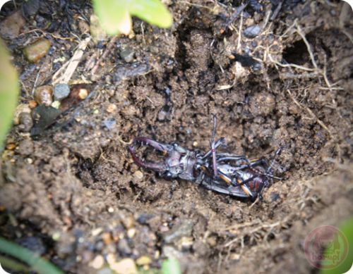Stag beetle - Sutsuuni One died