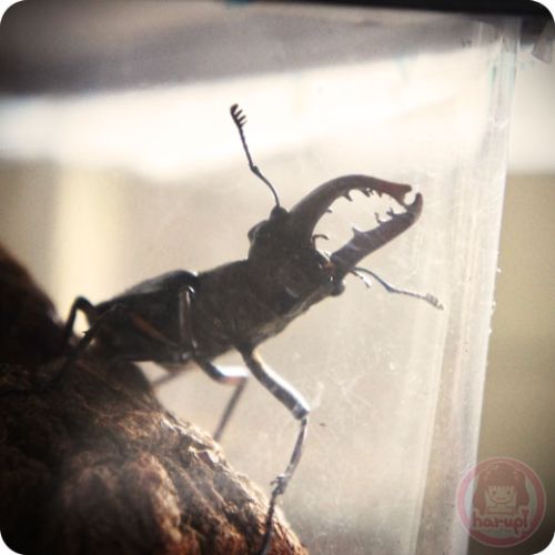 Stag beetle - Sutsuuni One new home 2