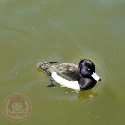 Mitsuike Park duck