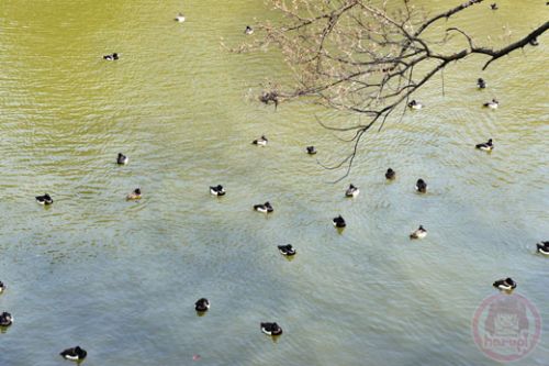 Mitsuike Park ducks on the pond