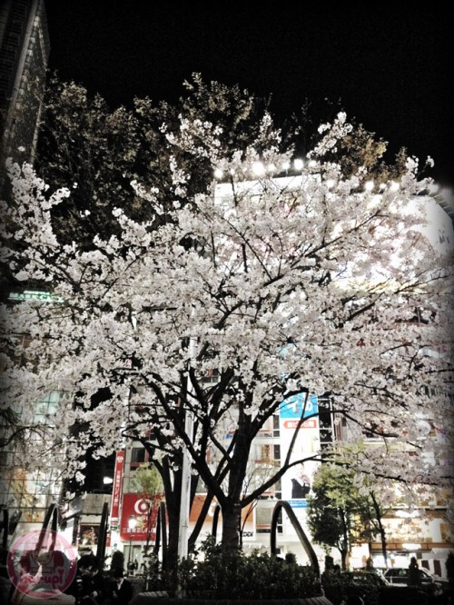 Night sakura in Shibuya