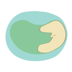 Prenatal check-up illustration 17 weeks 2