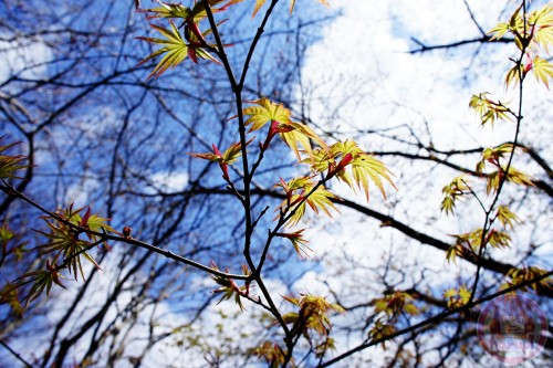 Baby momiji at Mother Farm