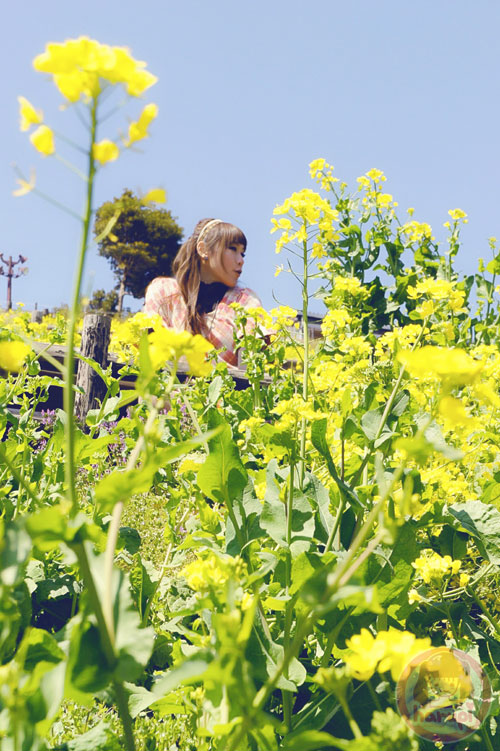 Surrounded by broccolini flowers