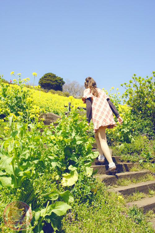 Little stairs to the broccolini flowers at Mother Farm