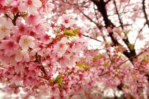 Pink sakura