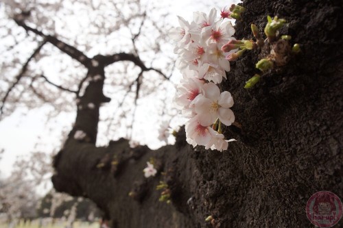 Sakura on the trunk