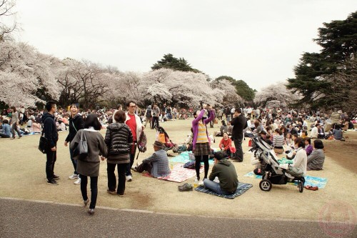 Crowded with people in Shinjuku-gyoen