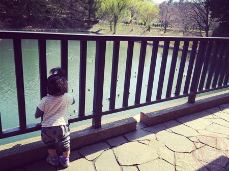 The ducks at the pond in Mitsuike Koen 三ツ池公園のかもたち