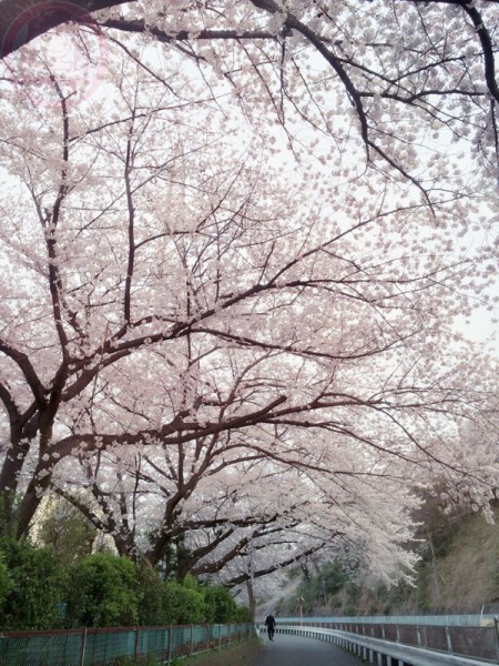 Sakura alongside the road