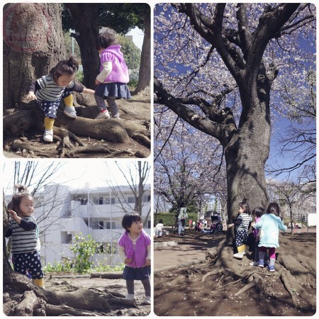 Playing at the sakura tree