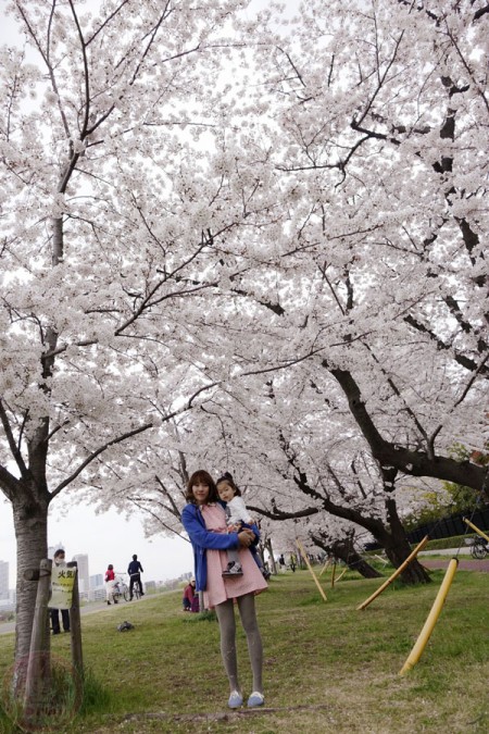 Full-bloomed sakura along Tamagawa riverside 多摩川の河原の満開の桜
