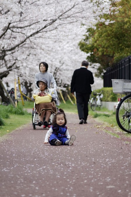 Peaceful - Sakura along Tamagawa riverside 多摩川の河原の桜並木