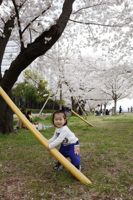 Playing under the Sakura along Tamagawa riverside 多摩川の河原の桜並木