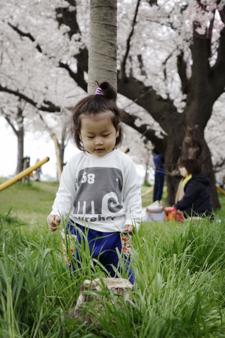 Playing under the Sakura along Tamagawa riverside 多摩川の河原の桜並木