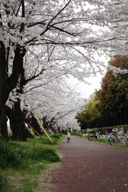 Sakura along Tamagawa riverside 多摩川の河原の桜並木