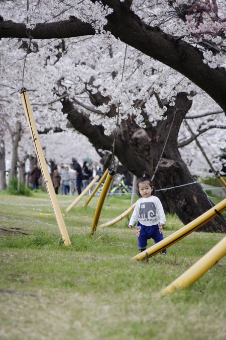 Sakura along Tamagawa riverside 多摩川の河原の桜並木