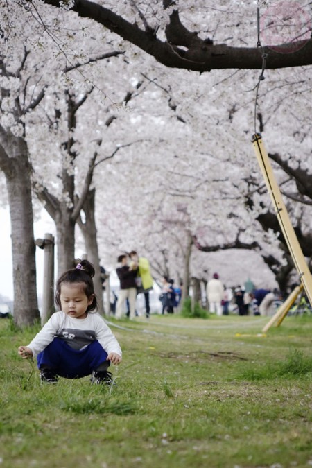 Playing under the Sakura along Tamagawa riverside 多摩川の河原の桜並木