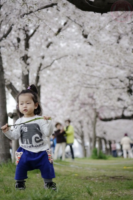 Playing under the Sakura along Tamagawa riverside 多摩川の河原の桜並木